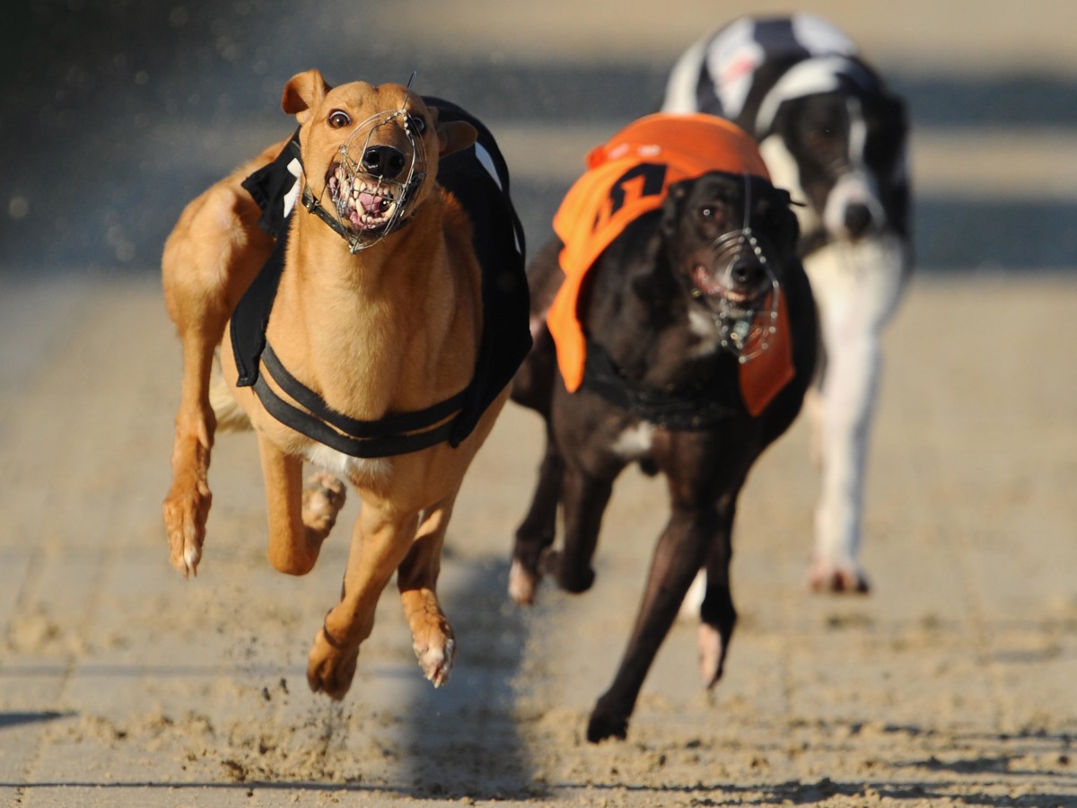 Greyhound Races at Brighton